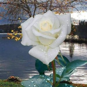 Meet your Posher, Mabel